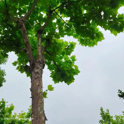 梧桐树带给你的苍翠的绿和夏日的阴凉