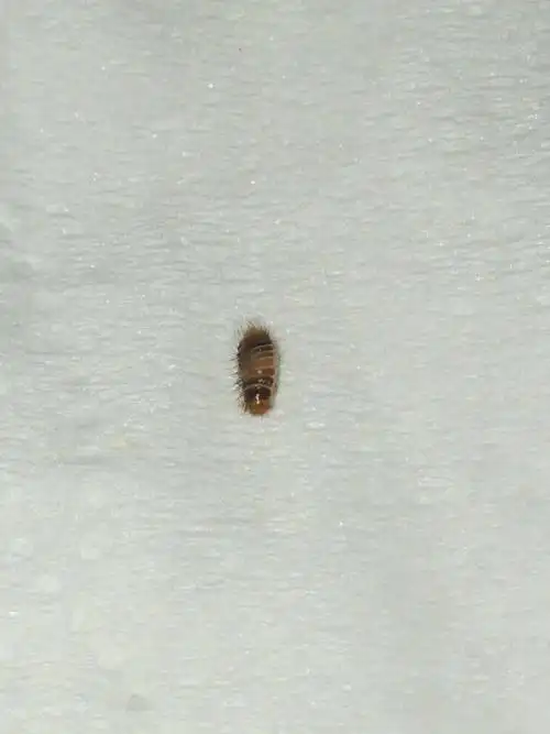 这是什么虫子,我发现床上有好几只!