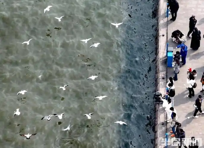 3月24日,在青岛栈桥景区,大量游客和市民前来喂海鸥,浪