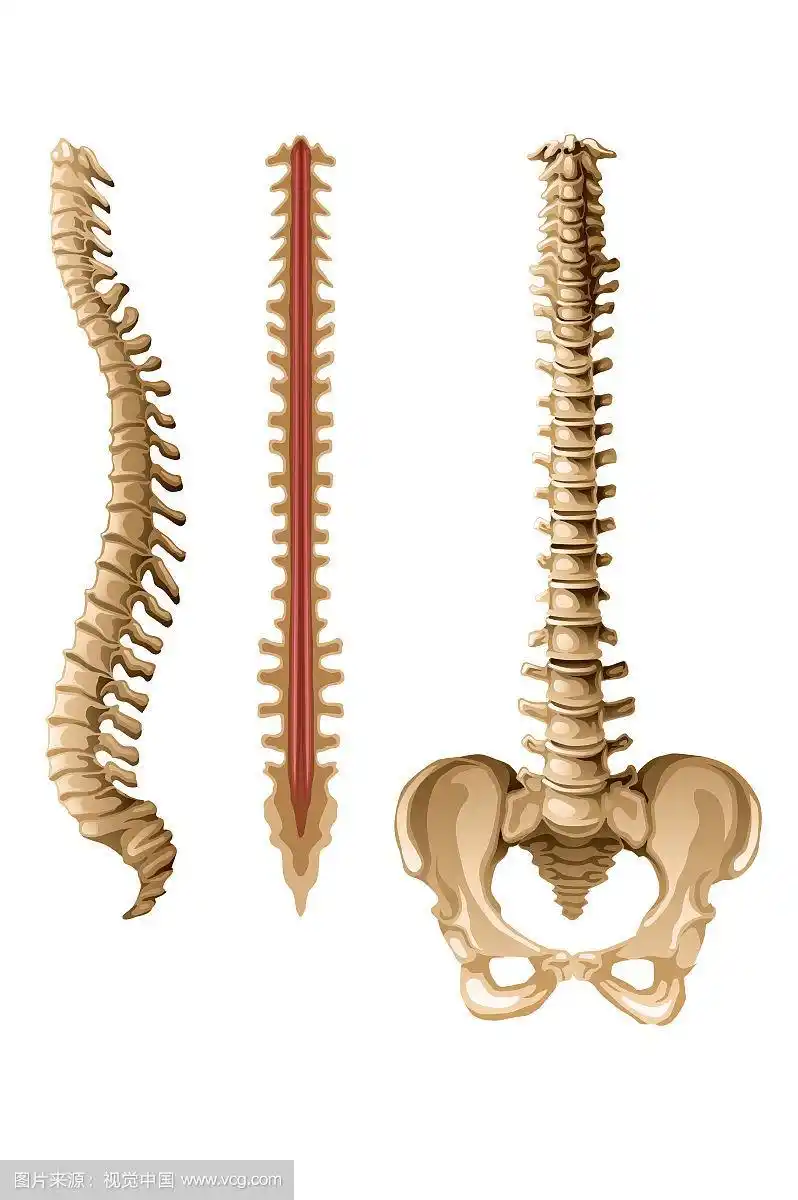 脊椎图,人的脊椎