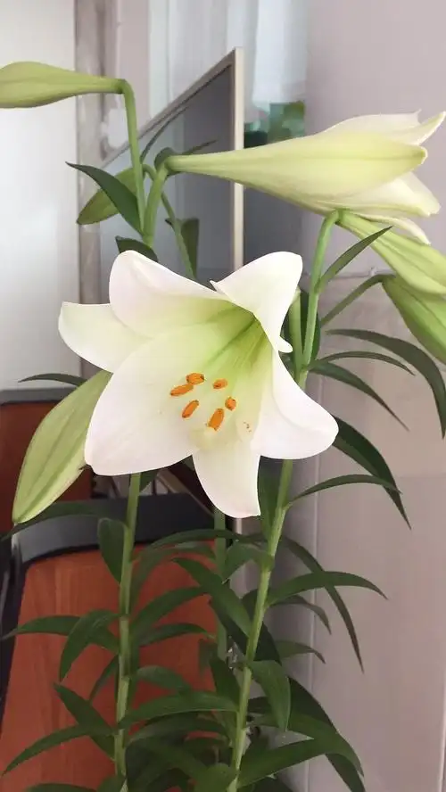 白色的百合,品名白天堂