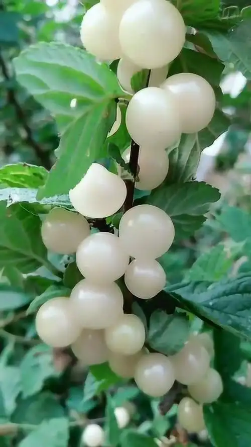 好漂亮的水果,像珍珠一样,真是美中如画!