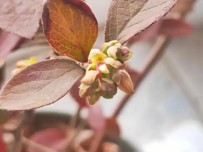 春天的蓝莓花骨朵