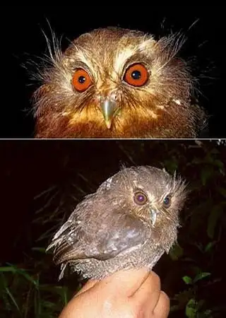 突然发现这个小家伙长得很像是哈利波特里罗恩家的小猫头鹰啊~~号称是