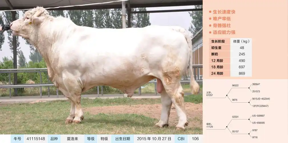 鼎元种牛 鼎元生物 河南鼎元夏洛来 牛冻精 41115148_鼎元生物