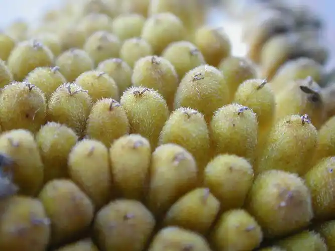 面包树果实—比对中兴大学树木学说明