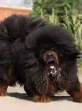 纯种藏獒犬出售铁包金藏獒幼犬白色雪獒幼犬狮王藏獒巨型护卫猛犬