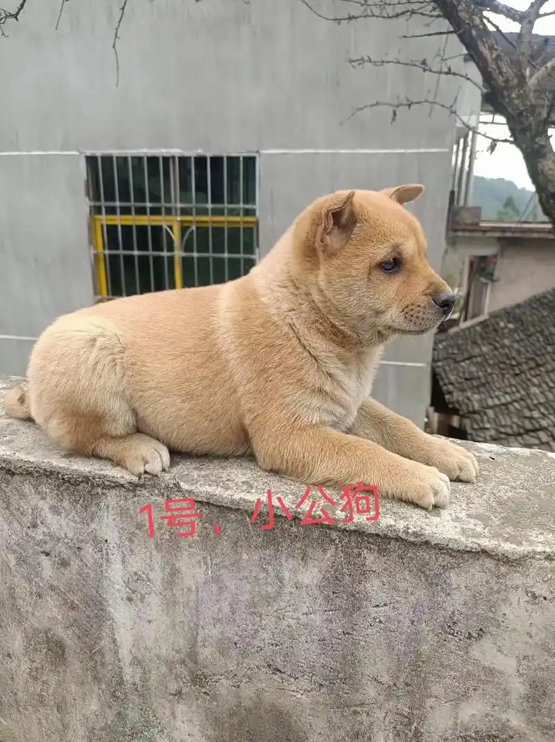 长虫小山狗后代后三张照片是母狗