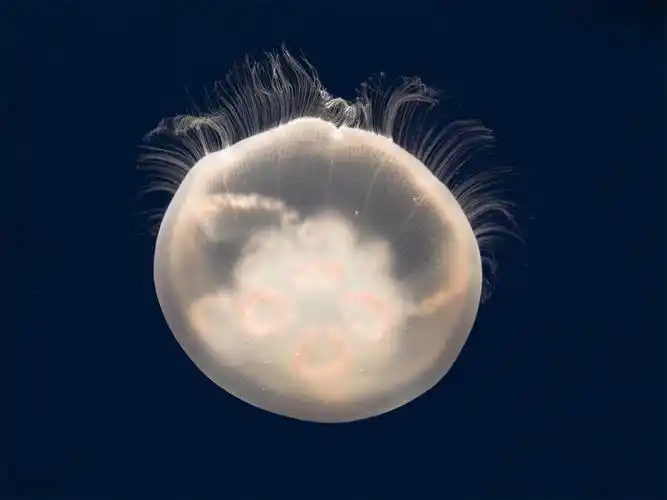 file:moon jelly - adult (rev2).jpg
