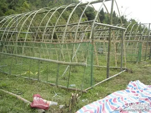 > 用图片记录在山上的养鸡生活--转自【武陵老蛮】