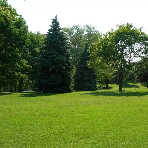 矮生百慕大 **果岭草 工程用草坪 天然草坪草皮草卷直供