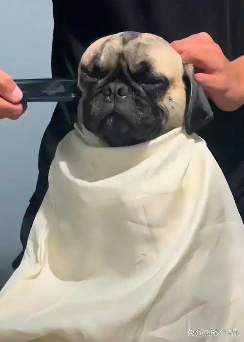 带它去剪发了还不满意的表情,好搞笑,哄它去剪发,剪完照镜子的时候