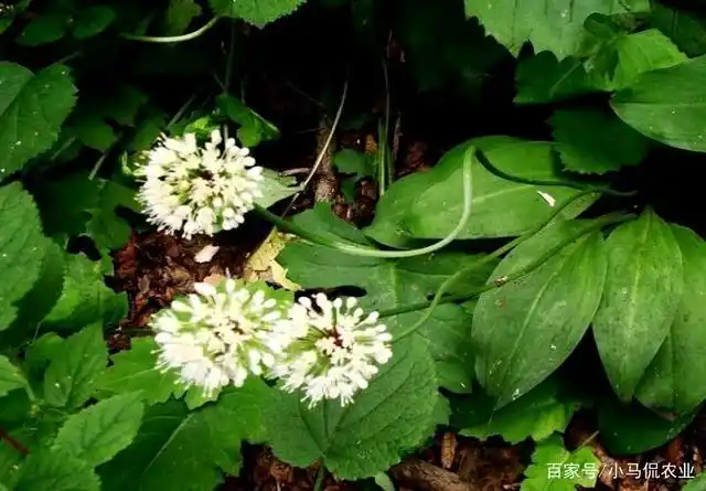 悬崖缝隙长两根野山葱一斤卖10块,大哥在地里种一亩,创收2万多