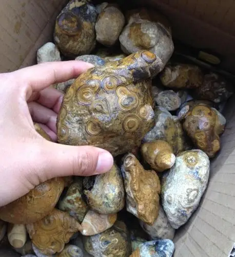 奇石眼睛石造型石九眼石页岩天珠原石低价促销