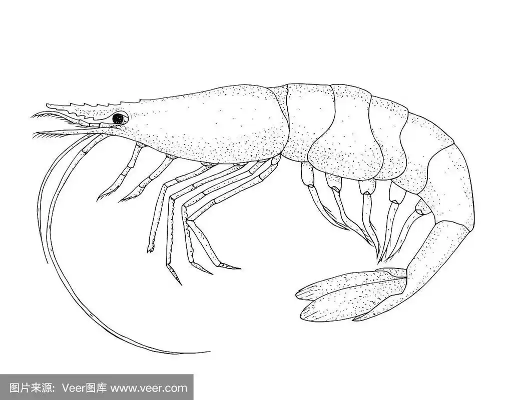 虾手绘黑铅笔写实
