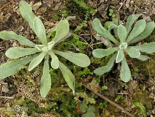 谁知道羊耳朵草是什么?