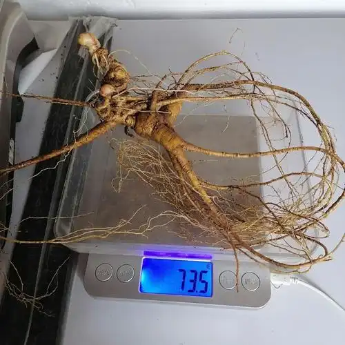 百年野山参老东北长白山人参精品纯正山参