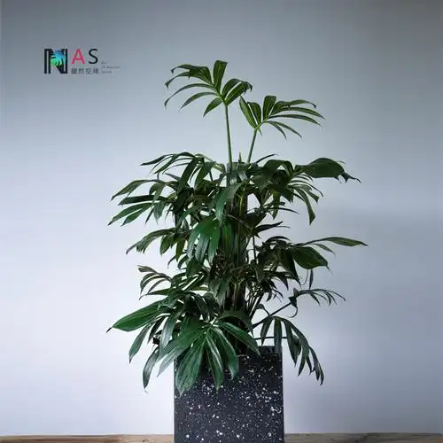 植然好养耐阴净化空气龟背空间叶龟背麒麟盆栽植物大型绿植