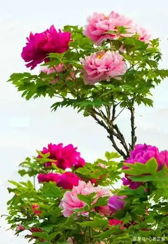 散发着国色天香,绽放着美丽的容颜,飘逸着优雅高贵的气质