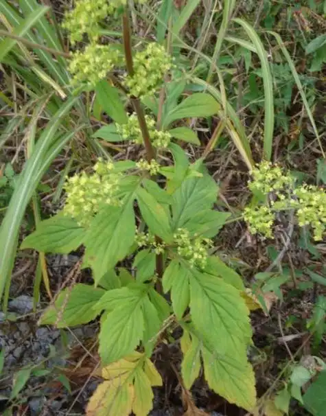 黄花败酱草什么样的(败酱是一种什么样的植物)