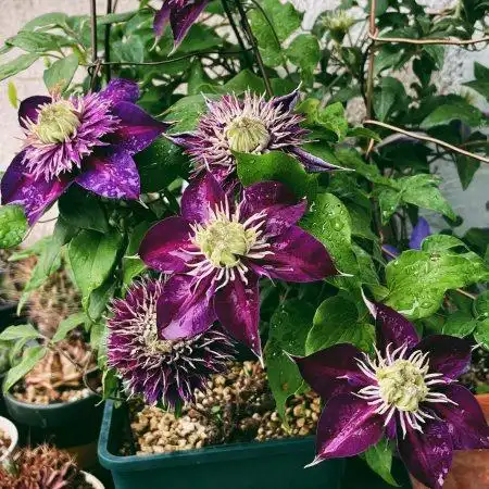 阳台养花,养棵"紫子丸"吧,花朵颜值高,养护容易,三季有花赏