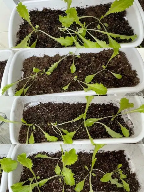 阳台种菜种的菜终于长得像菜市场里的了