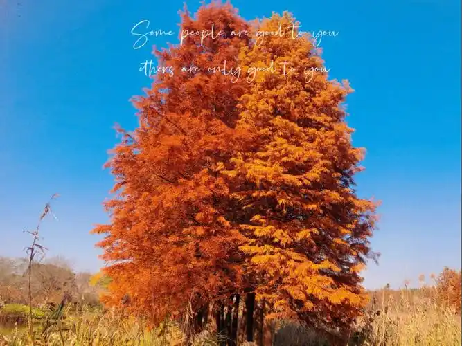 苏州虎丘湿地公园红杉树