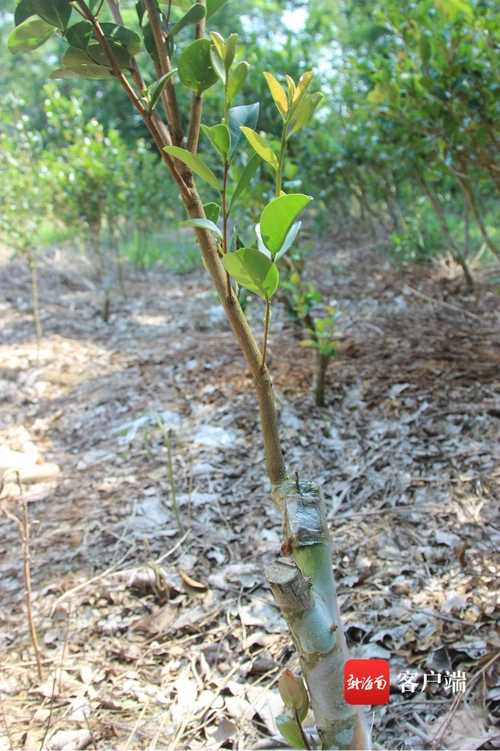 已嫁接好的油茶树长势良好.记者 苏桂除摄