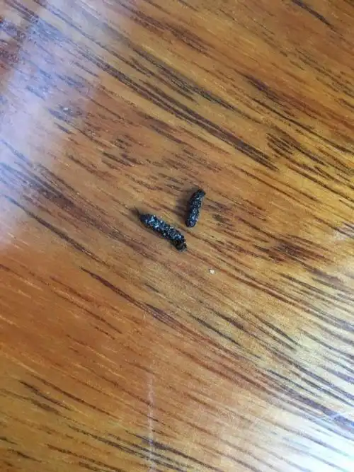 这是什么虫子的粪便?