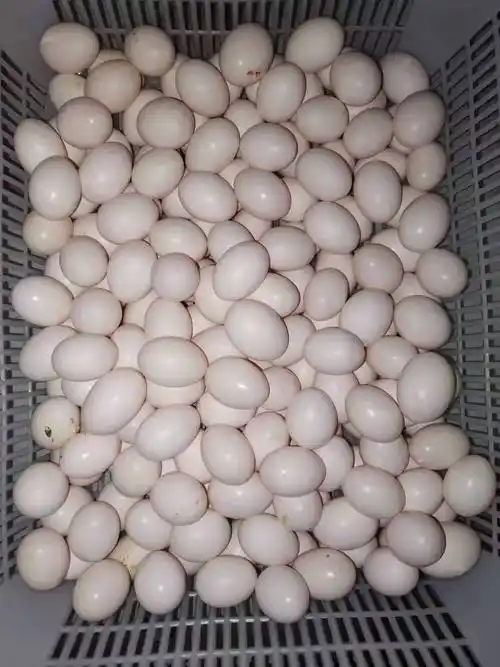 山东农家散养新鲜鸽子蛋营养生蛋白鸽三十枚包鸽蛋