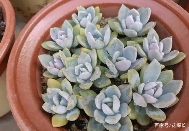 如何让"普货"多肉冬美人快点出状态?达到4点要求,简单