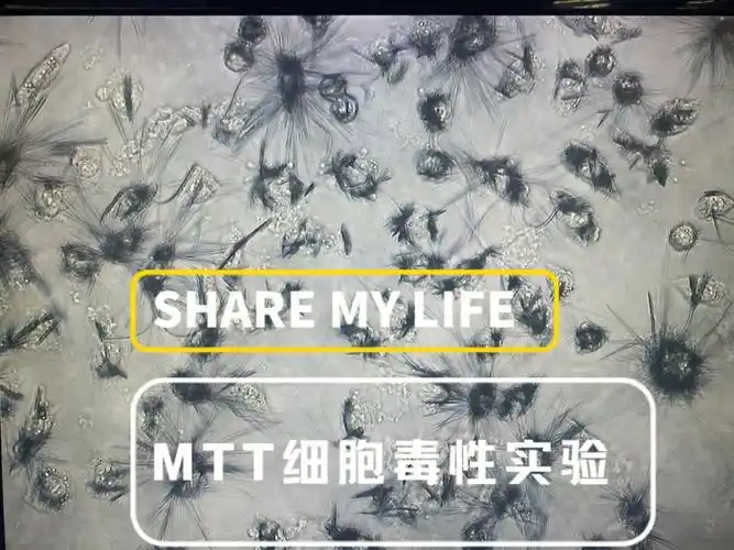 3×104 /ml的单细胞悬液,接种于 96 孔板,每孔 300μl,置于恒温培养箱