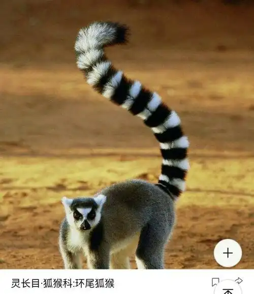 展开全部 什么动物尾巴朝天? 应该是环尾狐猴