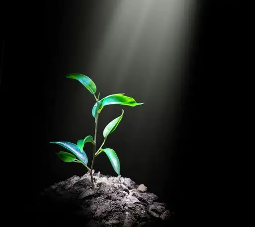 在淡淡的时光里,我们犹如一株幼小的树苗,不管是风吹还是雨打,我们