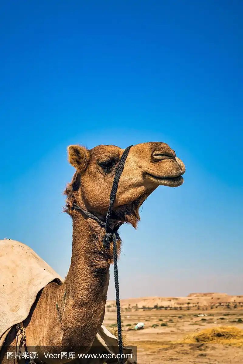 骆驼头特写肖像在沙漠.