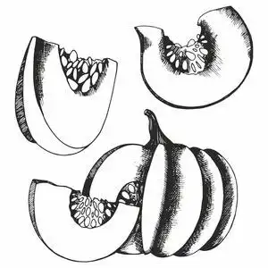 向量集的南瓜南瓜.向量集的手绘插图设计照片