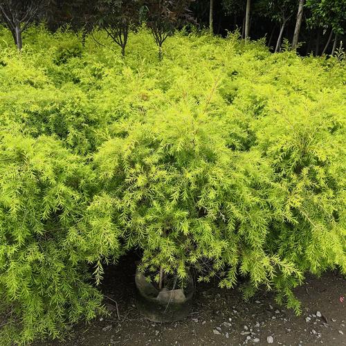 澳洲茶树盆栽 黄金香柳 白千层 芳香植物 可做纯露 药用 代发物流