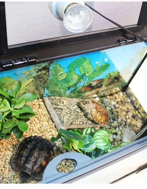 乌龟缸水陆缸水龟缸带晒台造景别墅生态缸沙漠雨林爬虫缸 大号缸半