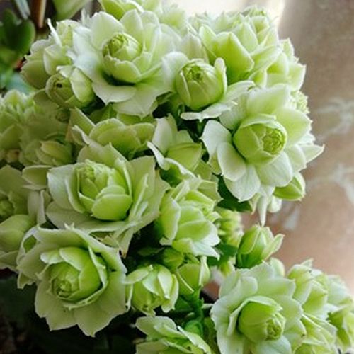 婉婉的花园长寿花盆栽重瓣大花苞带花苞进口稀有新品种绿巴黎