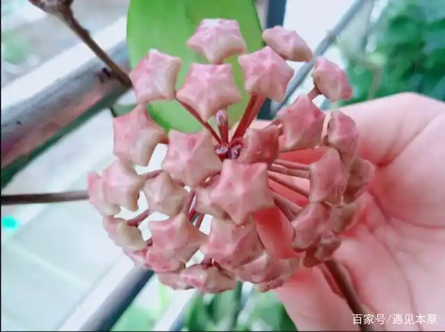 球兰——粉色少女心