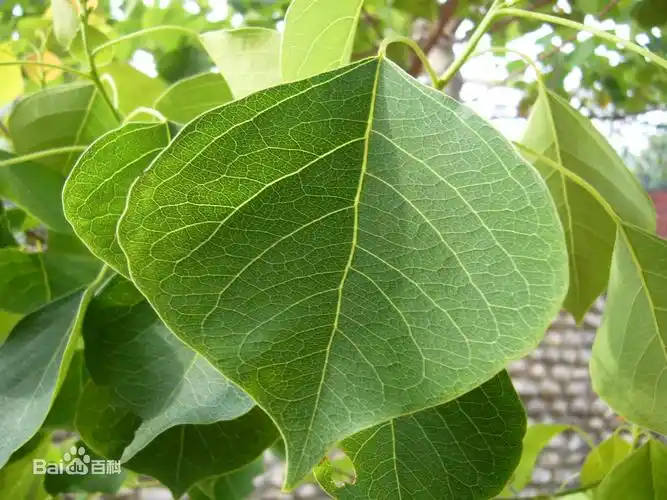 这是什么植物的叶子?心形的.