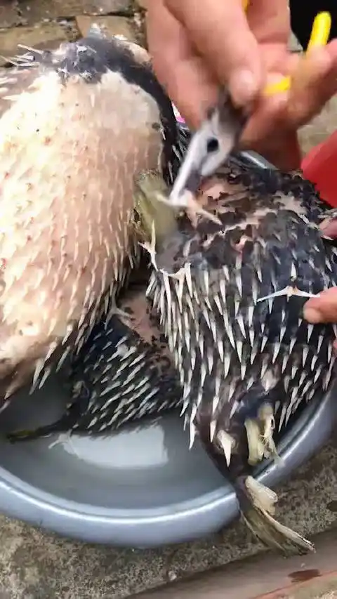 海口爆料#刺泡鱼(刺豚鱼)浑身长刺,一只成鱼全身可达到365根刺,不过