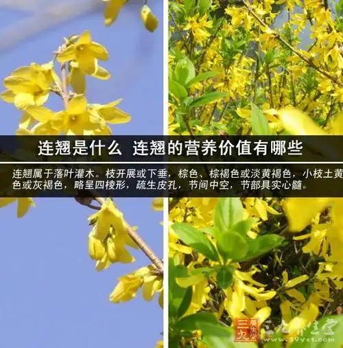 连翘花的作用与功效与作用_连翘苷的功效与作用_连翘的功效与作用