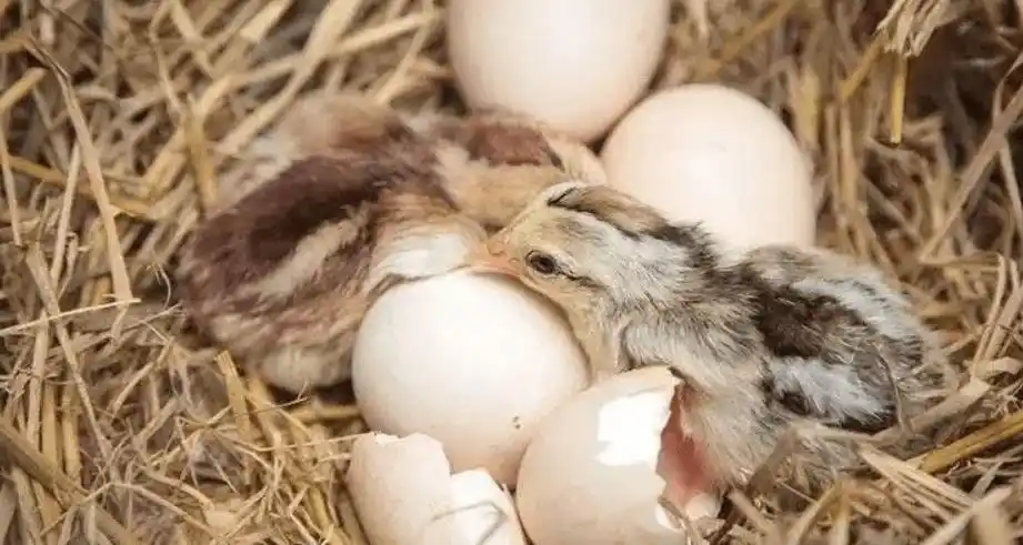 因为它们从母体吸收到的营养相对胎生来说会更少,也正是这样,导致卵生