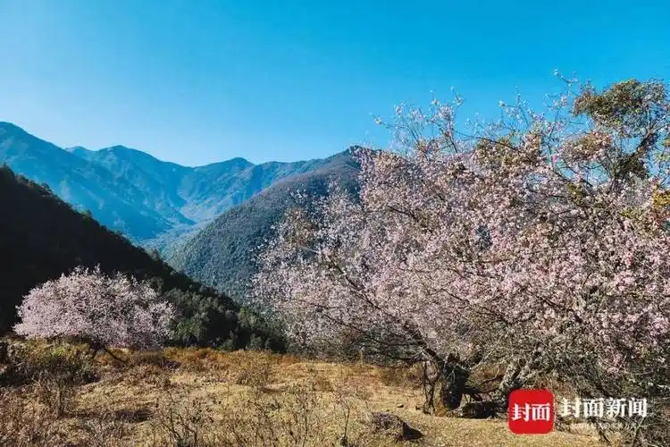 图集|凉山冕宁春日秘境:两株百年古桃树绝美绽放_腾讯新闻