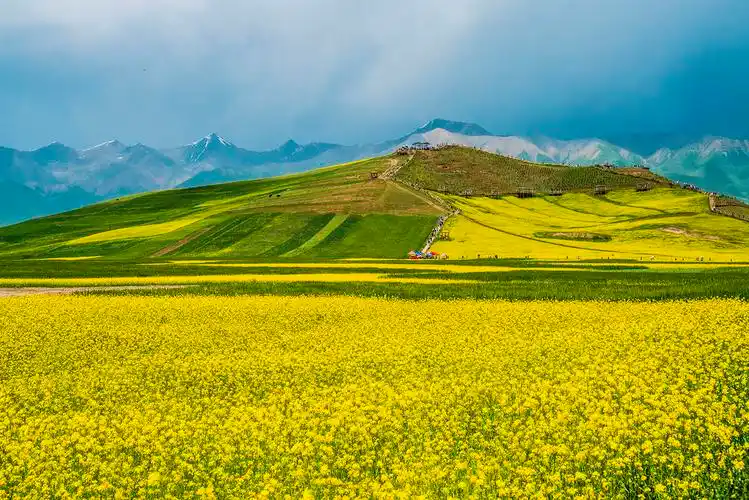 青海门源油菜花