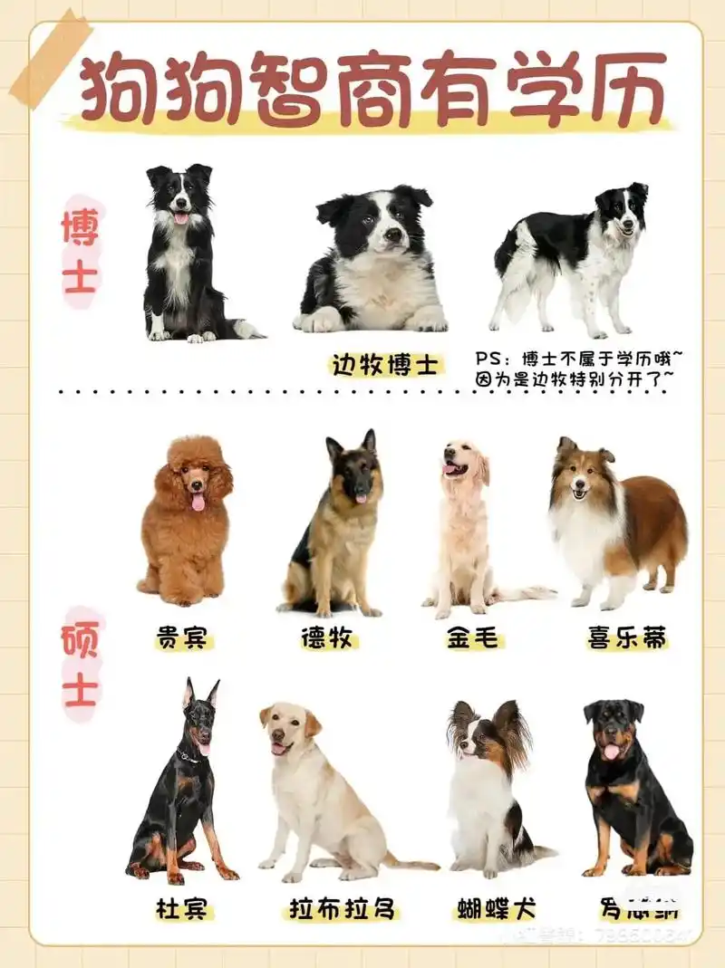 狗狗智商学历排名