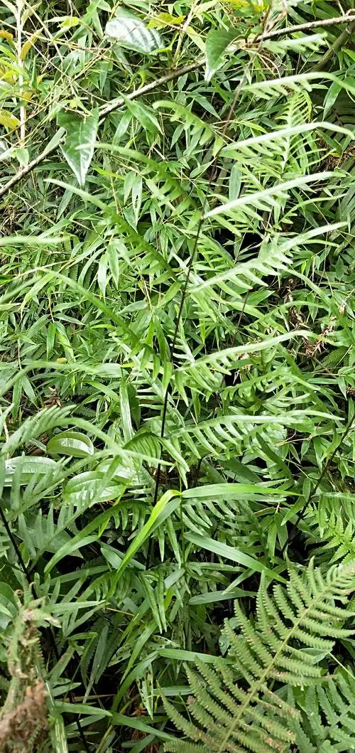 凤阳青草识药记(一)揭西径口村之金山,北山行