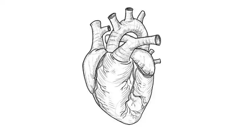 心脏的图片简笔画图片-简笔画-369作文网