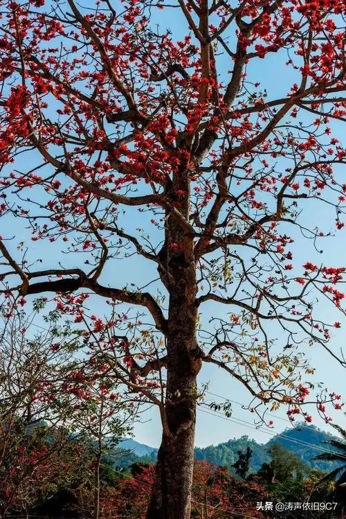 木棉树(木棉树图片)